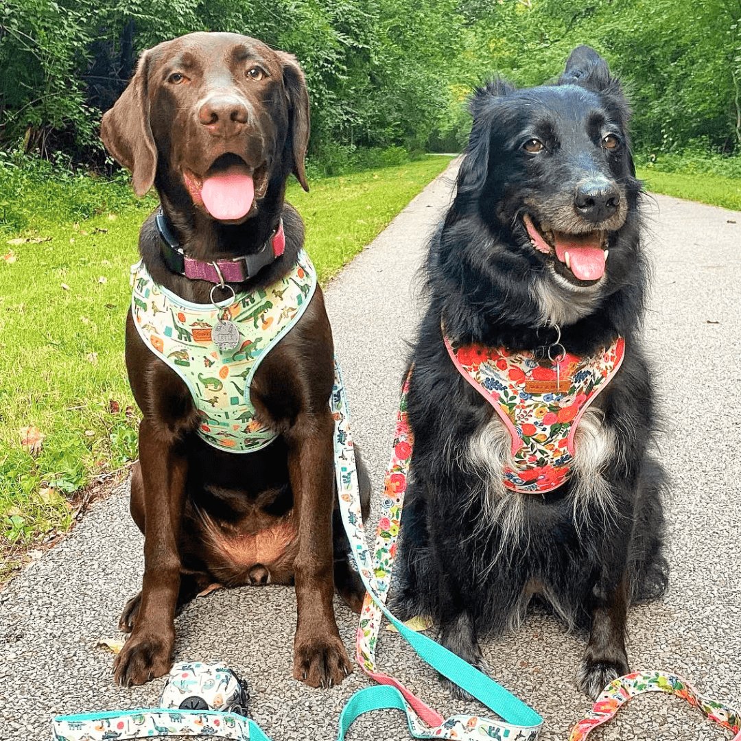Dinosaur Lockable Harness™