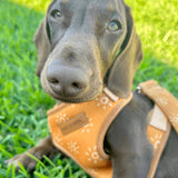 Ambar Suns Dappertie™ - Mega Bundle Match