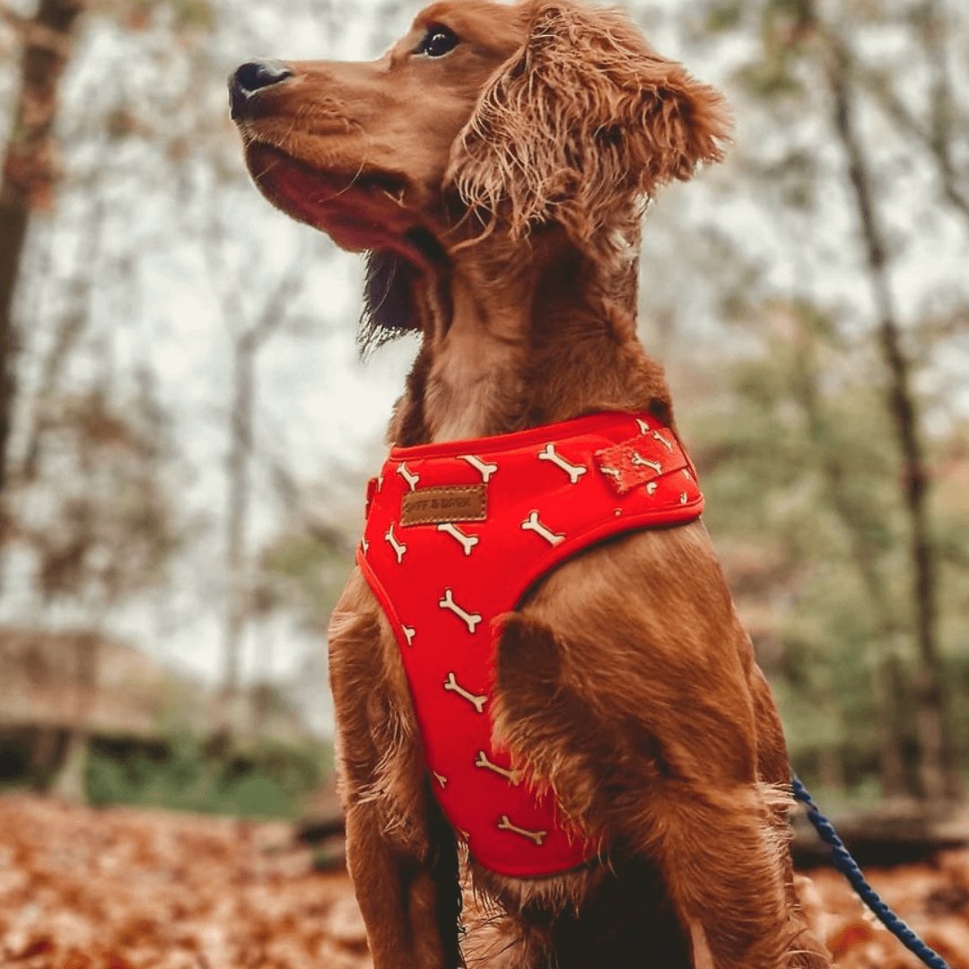 Fetch Mega Bundle