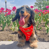 Coral Fetch AllSet™ Harness – Adjustable Bliss (D Ring)