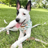 Mint Snappy Dino AllSet™ Harness – Adjustable Bliss