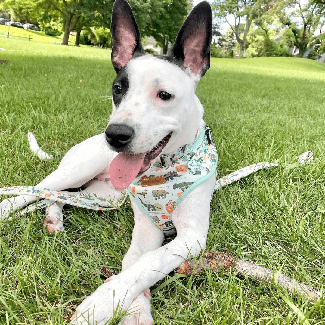 Dinosaur Lockable Harness™