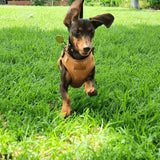Ambar Suns AllSet™ Harness Matching Bundle