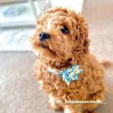 unique flower dog collars and leashes