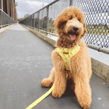 Cheeky Pawnana Joyline™ Leash – 100 % Cotton Shell