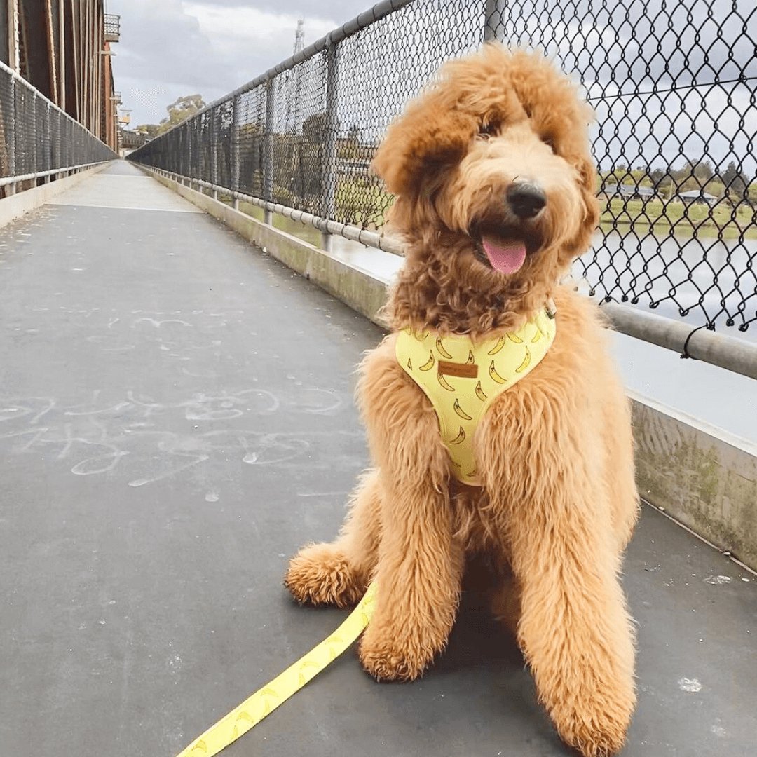 Cute Safe Heavy Duty Dog Leash with Secure Adorable