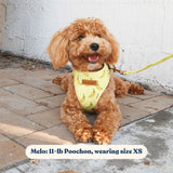 Cheeky Pawnana AllSet™ Harness – Adjustable Bliss