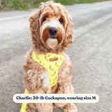 Cheeky Pawnana AllSet™ Harness – Adjustable Bliss