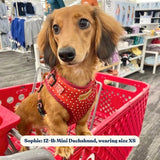 best dog harness for walking boys and girls - Polka Dot pattern harness for puppy