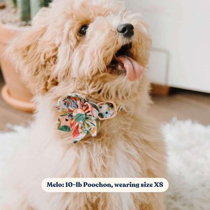 Lucky Love Dog Collars, Vivid Floral Girl or Boy Dog Collar for MediumDogs,  Spring & Summer Themed Flower Print, Blackbird, Medium
