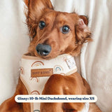 Rainbows AllSet™ Harness Matching Bundle