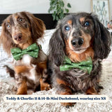 boy dog collar accessories with matching leash - dog collars and leash canada - cute dog collars and leashes