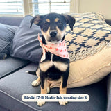 Peach Bow Mega Bundle - bundle - Sniff & Bark