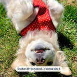 Red Polka Dot Mega Bundle - bundle - Sniff & Bark