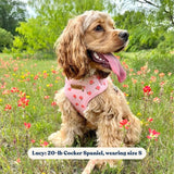 Peach Bow Mega Bundle - bundle - Sniff & Bark