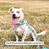 Mint Snappy Dino Signature Band™ - Crafted Collar