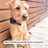 Designer dog bow tie collars for girls and boys - Dog bow tie collar with name -