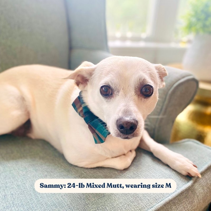 Cute Super Safe Hardware Buckle Collar with Adorable Detachable