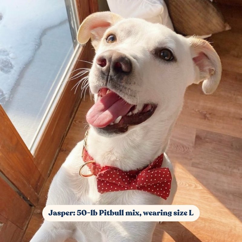 Red Polka Dot Bow Tie Unbreakable Collar™