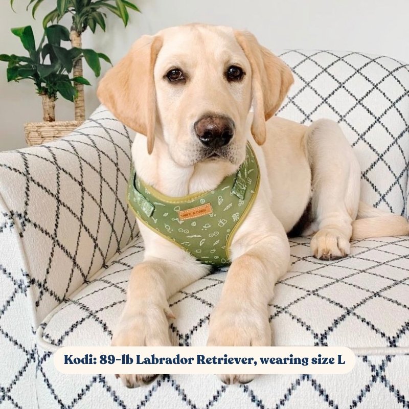 Scandinavian Custom Dog Collar – Budka Shop