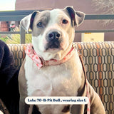 Peach Bow Mega Bundle - bundle - Sniff & Bark