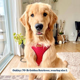 Red Polka Dot Mega Bundle - bundle - Sniff & Bark