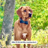 Designer dog bow tie collars for girls and boys - Dog bow tie collar with name -