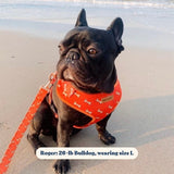 Coral Fetch AllSet™ Harness – Adjustable Bliss
