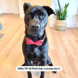 Red Polka Dot Mega Bundle - bundle - Sniff & Bark