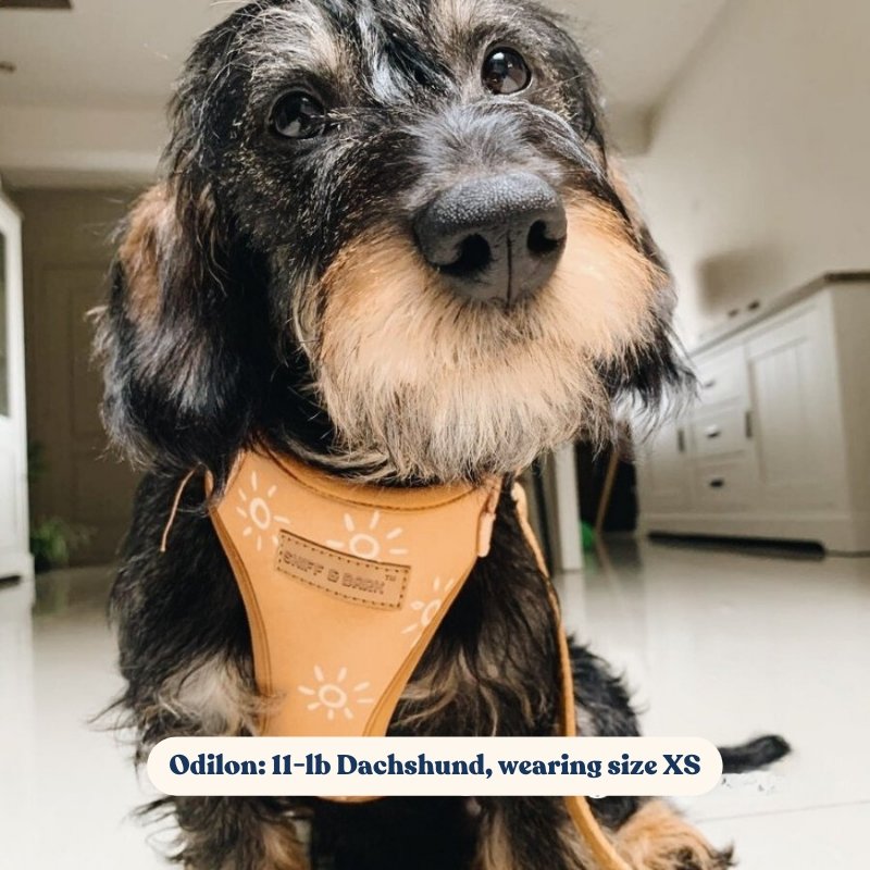 Front Range™ Dog Collar, Lightweight Everyday Collar