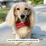 Red Polka Dot Signature Bloomtie™ - Mega Bundle