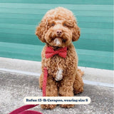 Red Polka Dot Dappertie™ - Mega Bundle Match