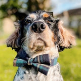 Gentleman Bowtie Collar with Engraving safe and handsome
