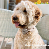 Designer dog bow tie collars for small dogs - Customized dog bow tie collars