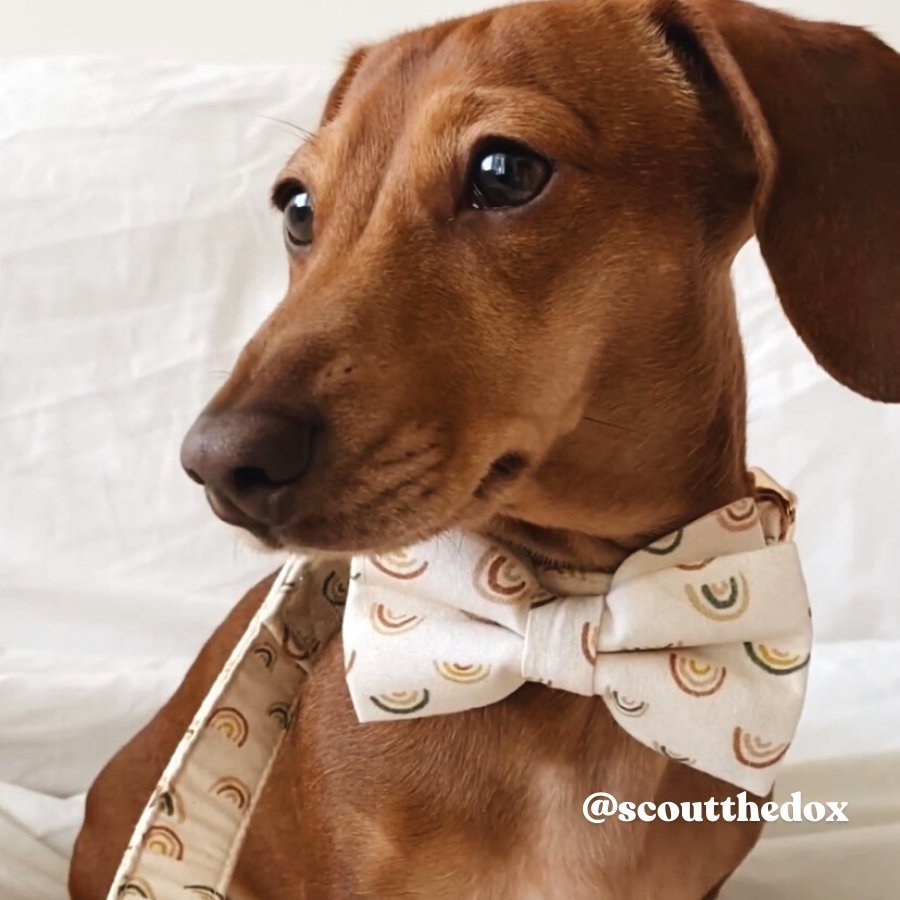 Best Dog Bow Ties for Small Dogs Boys and Girls - Rainbow Pattern Bow tie for Dogs