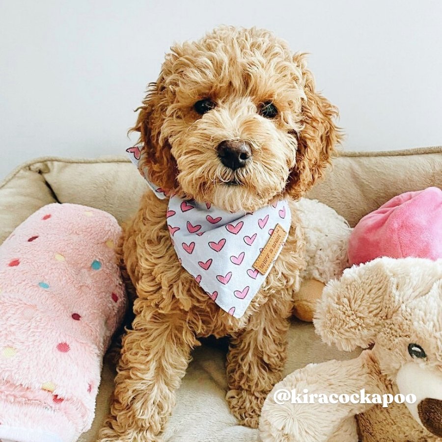 Cute Puppy Bandanas Canada - Bandanas for Dogs Girls and Boys - Heart Pattern Bandanas - Valentine theme Bandanas