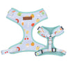 cute puppy harness and leash