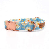 designer dog collars