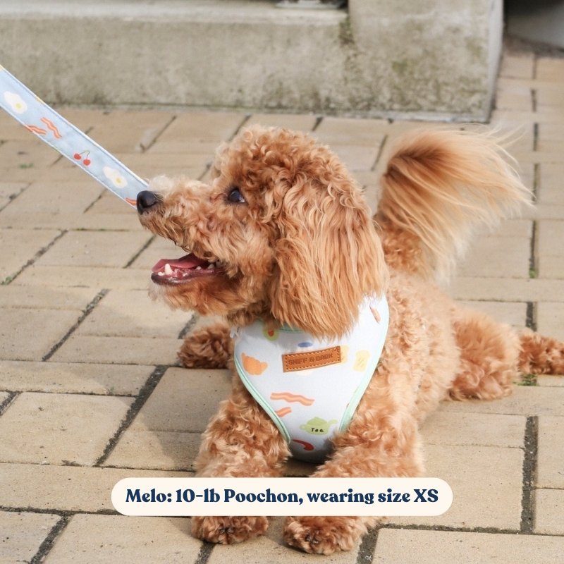 Matching dog collar harness and leash clearance