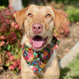 Best Dog Bandanas Canada - Cute Puppy Bandanas for Girls and Boys - Floral Pattern Bandana 