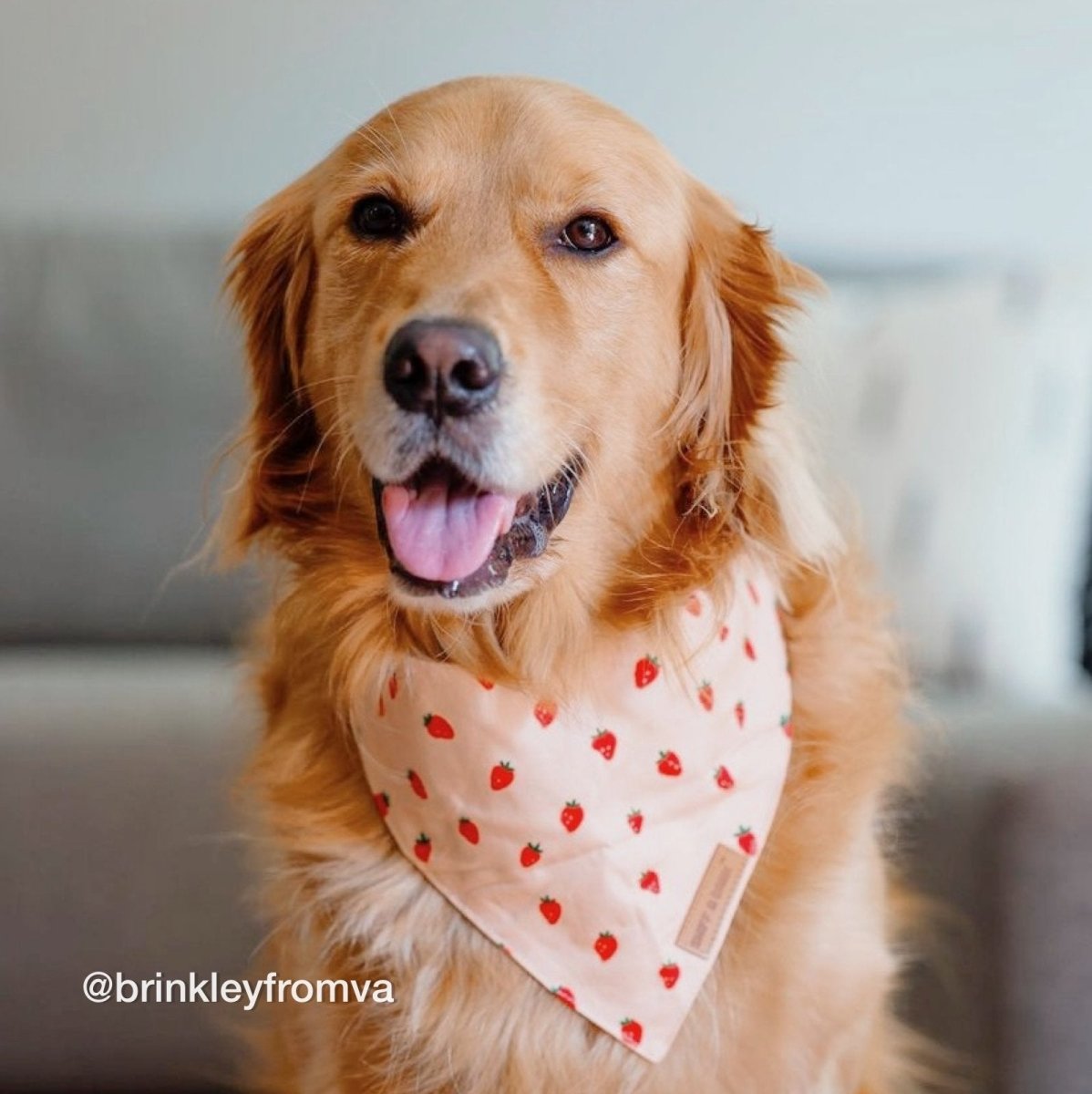 Best Dog Bandanas for Girls and Boys - Cute Puppy Bandanas - Dog Bandana Pattern - Strawberry Bandana