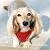 Best Dog Bandanas for Girls and Boys - Cute Puppy Bandanas - Dog Bandanas Canada - Red Polka Dot Pattern Bandana 