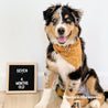 Best Dog Bandanas for Girls and Boys - Cute Puppy Bandanas Canada - Dog Bandana Pattern - Suns Design Bandana