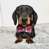 Bow Tie Puppy - Plaid Bow tie for Dogs