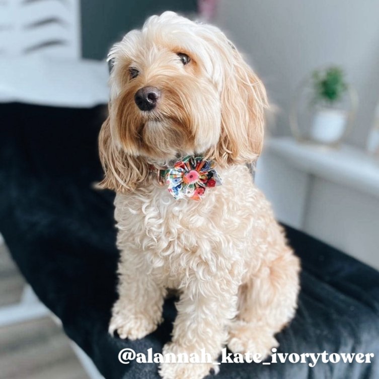 dog flower collar wedding - small dog collar with flower and leash set - cute dog collars and leashes
