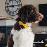 dog collars with bows and leash set - dog collar with flower bow - dog flower collar with name - cute dog collars and leashes