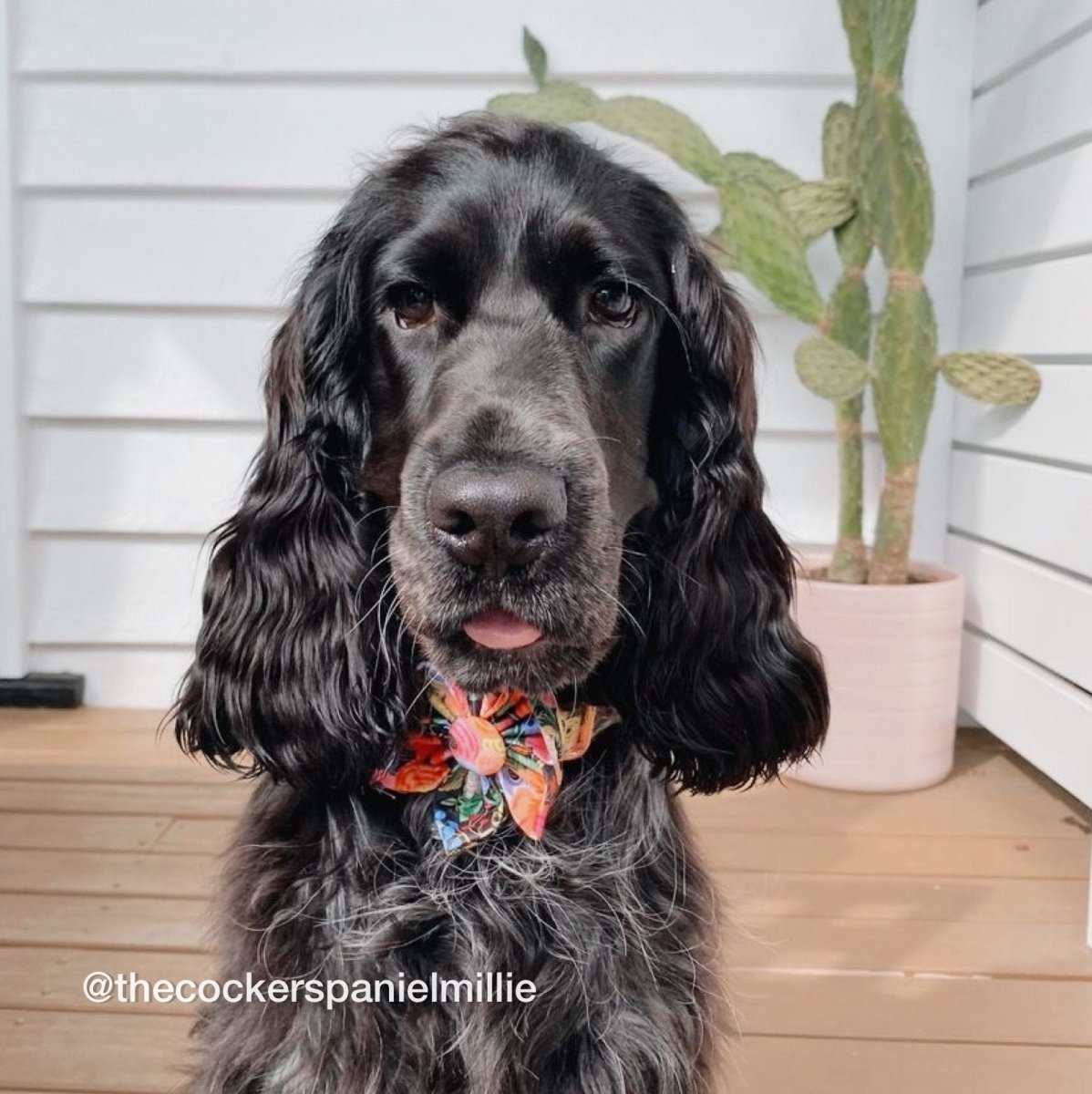 designer dog flower collar - dog flower collar with name - girl dog collar with flower
