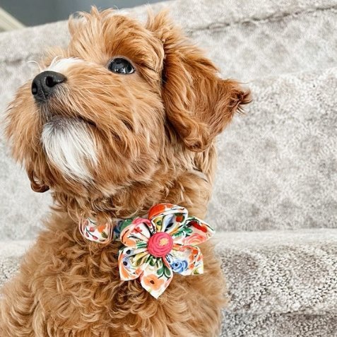 Pink Dog Collar Floral Girl Dog Collar with Rose Flower Bow Tie Dog Co –  KOL PET