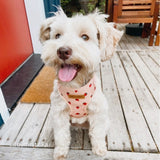 most comfortable dog harness - cutest dog harness for small dogs