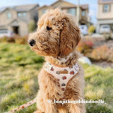 Halloween Pumpkin Bow Mega Bundle - bundle - Sniff & Bark